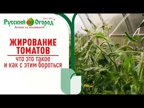 Видео: ВСЁ ПРО #ЖИРОВАНИЕ ТОМАТОВ. Чем это опасно, как исправить и что нужно делать, чтоб исправить ЭТО?!