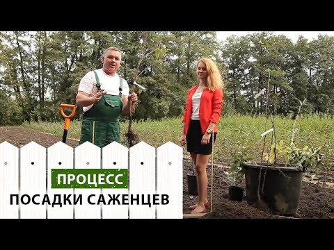 Видео: Процесс посадки дерева.