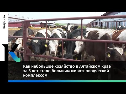 Видео: Как небольшое хозяйство в Алтайском крае за 5 лет стало большим животноводческий комплексом