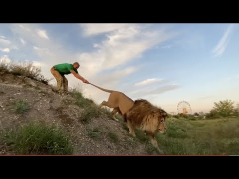 Видео: ОЧЕНЬ КРАСИВОЕ ВИДЕО со львом Олежкой !