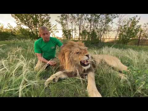 Видео: И снова пришлось вмешаться в РАЗБОРКИ ЛЬВОВ!