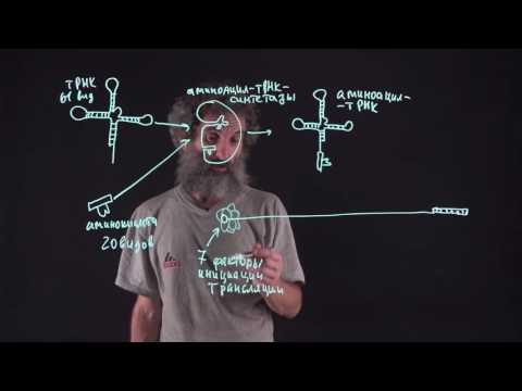 Видео: Цитология. Лекция 31. Синтез белка