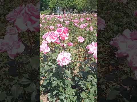 Видео: #българия #bulgaria #travel #nature #rose #flowers