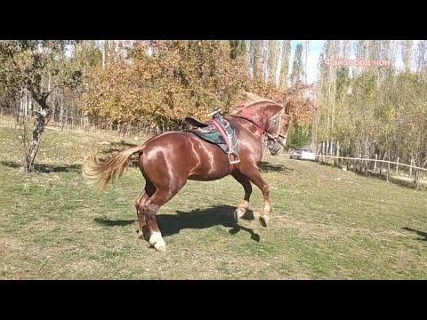 Видео: Horse video Самый красивый лошадь Аспи бехтарин