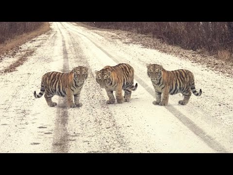 Видео: Маленькие тигрята перекрыли дорогу машине прямо перед новым годом. А даль произошло невероятное