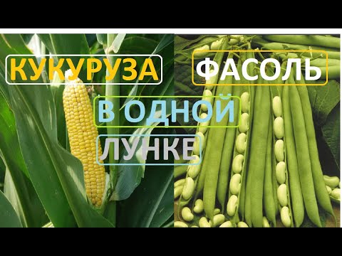 Видео: Кукуруза и фасоль садим в одну лунку