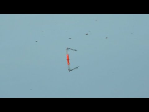 Видео: Ловля карася на маховую удочку. Много поклёвок крупным планом. Рыбалка 2022.