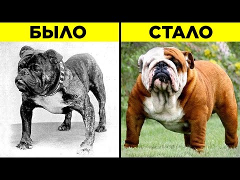 Видео: Как Породы Собак Изменились За Последние 100 Лет