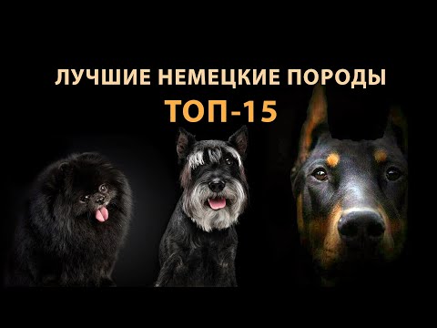 Видео: Самые лучшие немецкие породы собак ТОП-15