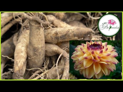 Видео: КАК Я ХРАНЮ ЗИМОЙ КОРНЕВИЩА ГЕОРГИН