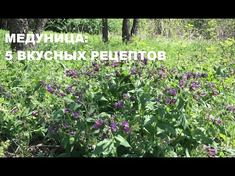 Видео: МЕДУНИЦА: что приготовить? 5 вкусных рецептов с медуницей.