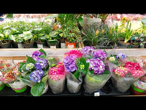 Видео: 🌷🌿☕ЛЕРУА МЕРЛЕН🩷НОВОЕ ПОСТУПЛЕНИЕ ЦВЕТОВ🌿🌷