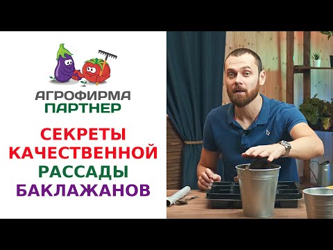 Видео: СЕКРЕТЫ КАЧЕСТВЕННОЙ РАССАДЫ БАКЛАЖАНОВ