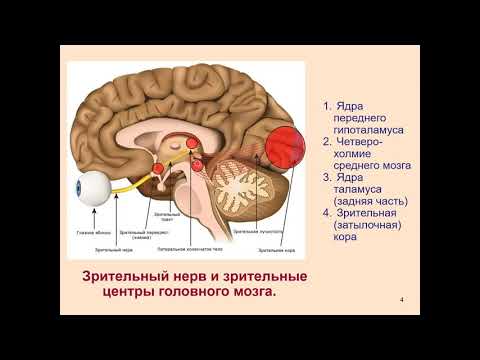 Видео: Дубынин В. А. - Физиология сенсорных и двигательных систем - 3. Зрение и мозг