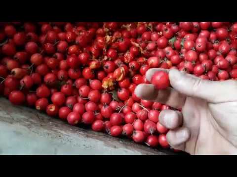 Видео: Боярышник из семян. Crataegus from seeds.