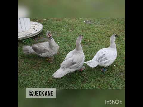 Видео: Окрасы индоуток : лаванда,светлая лаванда. голубая лаванда и серебро.