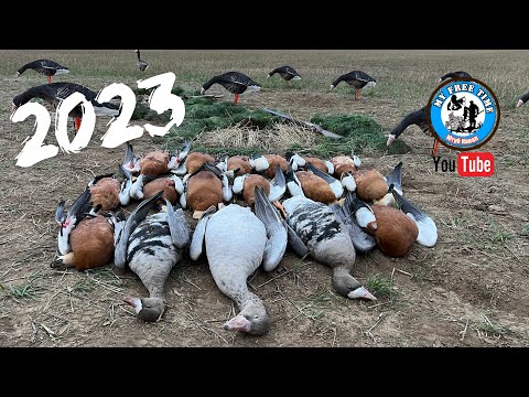 Видео: Охота на гуся в Казахстане 2023/Осеннее открытие по гусю 4K