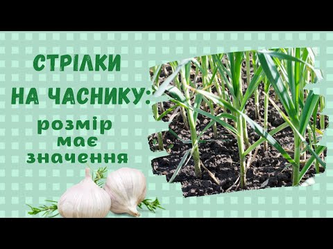 Видео: Як і коли краще видаляти стрілки на часнику: маленькі хитрощі від науковців