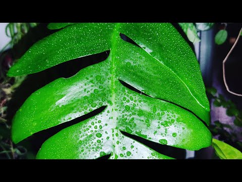 Видео: Марниера, Селеницереус (Selenicereus chrysocardium, Marniera chrysocardium ). Пересадка