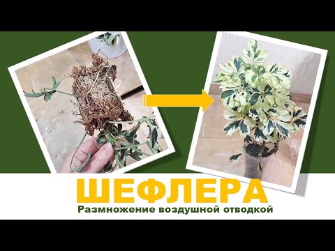 Видео: ШЕФЛЕРА: укоренение ВОЗДУШНОЙ ОТВОДКОЙ. Разбираем ошибки