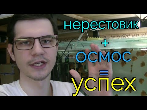 Видео: Секреты успешного нереста дискусов. Подготовка нерестовика и воды.