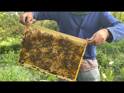 Видео: Противороевое расширение пчел на 8 рамок вощины