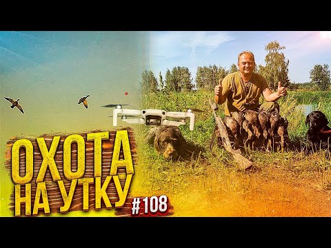Видео: №108 Чудненько открылся по утке. Охота на утку с чучелами, дратхааром и ретривером.