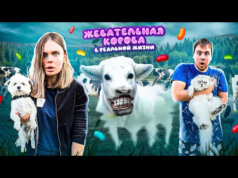 Видео: ЖЕВАТЕЛЬНАЯ КОРОВА В РЕАЛЬНОЙ ЖИЗНИ ЛЯПОТА ТВ С КОТОМ И СОБАКОЙ