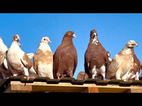 Видео: ГОЛУБИ НИКОЛАЕВСКИЕ 
