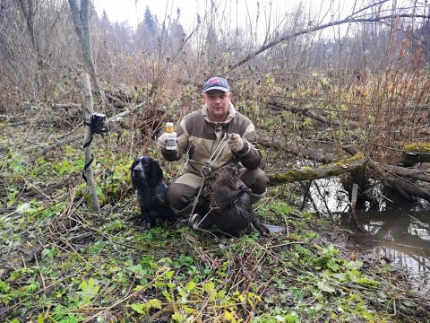 Видео: Приманки на бобра J.Yucon Beaver Creek против TRAP  тестим