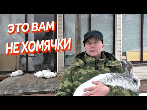 Видео: ЭТО НЕ ХОМЯКИ ЭКСПЕРИМЕНТАЛЬНОЕ РАЗВЕДЕНИЕ КРОЛИКОВ Кролики содержание и разведение