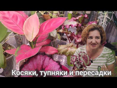 Видео: Адениумы, бегонии, косяки, тупняки и пересадки