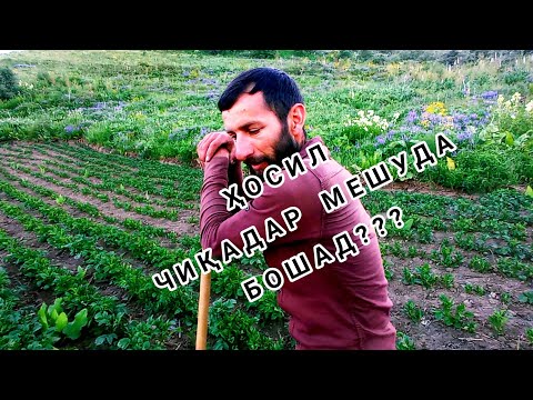 Видео: ИНШААЛЛОҲ ҲОСИЛ ХУБ МЕШАВАД.1ҚИСМ.