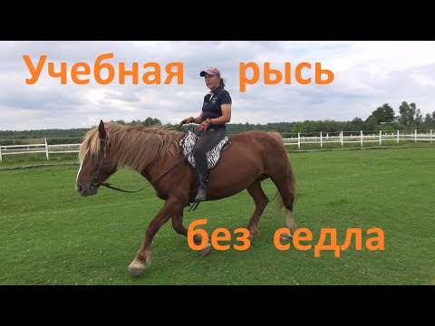 Видео: Учебная рысь без седла и снова про копчик.