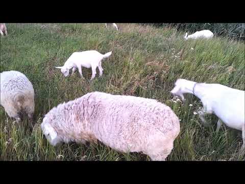 Видео: Инбридинг. Ч. 4. Риски.