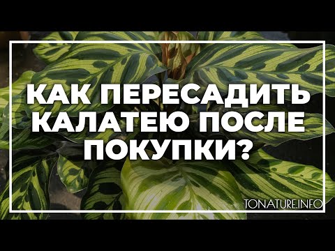 Видео: Как пересадить калатею после покупки? | toNature.Info