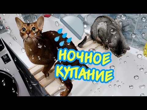 Видео: АРИЕЛА УСТРОИЛА ВСЕМ НОЧНОЕ КУПАНИЕ