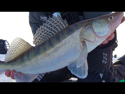 Видео: Давно так не ПОПАДАЛ! ЭХОЛОТ КИШИТ ОТ РЫБЫ! Весенняя рыбалка на судака. Рыбалка весной