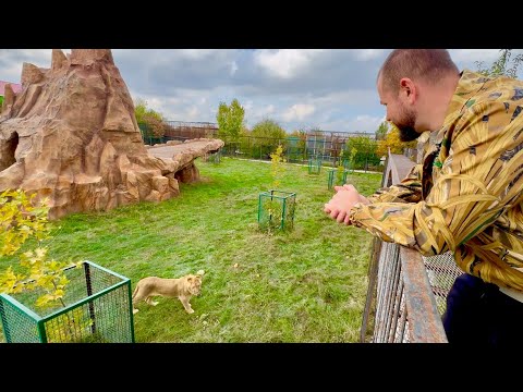 Видео: Львенок Рыжик УЗНАЛ доктора Василия, который спасал его, а также о родившей львице и льве Шерхане!