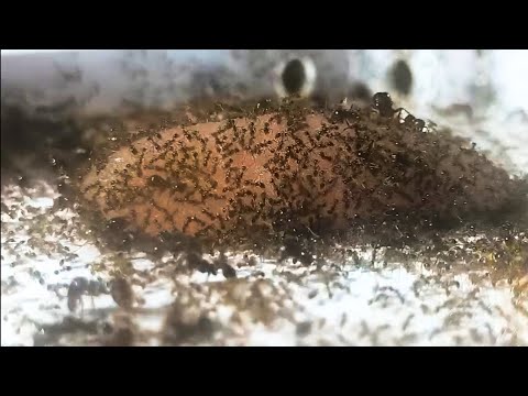 Видео: муравьи carebara diversa летс плей серия 1