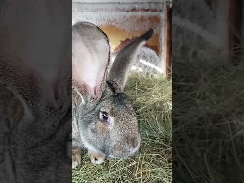 Видео: К чему привела голодовка? Вы оказались правы! 🙏