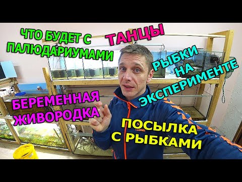 Видео: Огромная самка меченосца, судьба палюдариумов, посылка с рыбками, зоомагазин,  будни аквариумиста