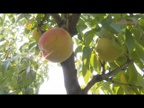 Видео: Климатични аномалии и овощарство: студ, насекоми, болести и птици нападнаха прасковите