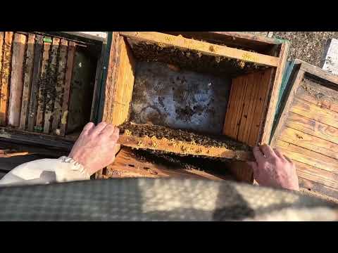 Видео: 😱Результат зимовки пчёл  без утепления.