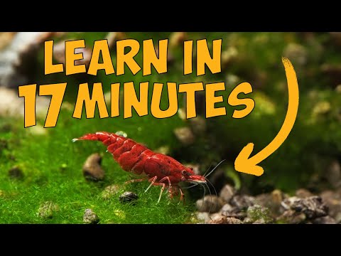 Видео: Узнайте, как сохранить креветки вишни всего за 17 минут 🦐