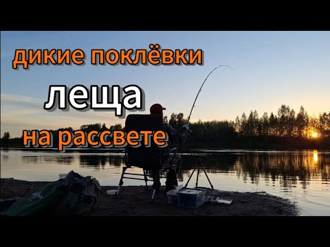 Видео: Утренний выход леща! Красивые поклёвки! Анис снова сработал! #ловилеща #фидер #рыбалка