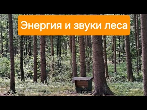 Видео: ЭНЕРГИЯ ЛЕСНОЙ ТИШИНЫ