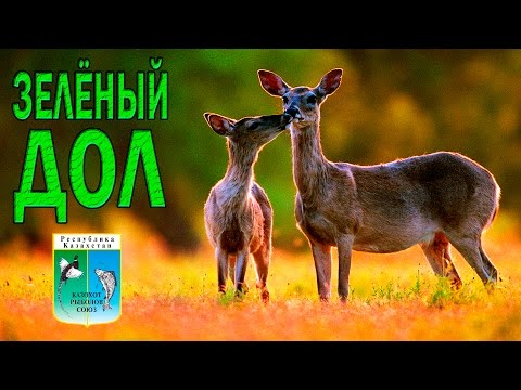 Видео: Охотничье хозяйство "Зеленый дол"