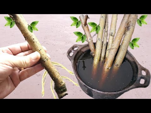 Видео: ЛУЧШИЙ СПОСОБ УКОРЕНИТЬ ЛЮБУЮ ВЕТКУ (всего 1 ингредиент)