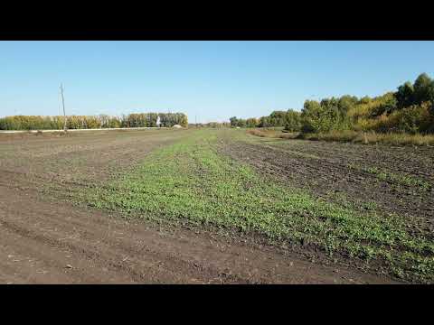 Видео: Потери комбайна полесье